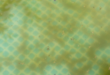 What to Do When Your Pool Water Turns Green