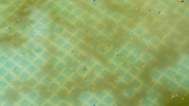 What to Do When Your Pool Water Turns Green