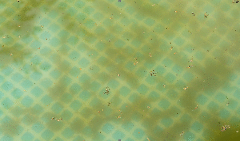 What to Do When Your Pool Water Turns Green