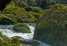 critical growth flow analysis