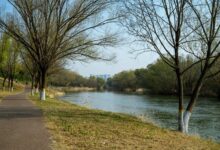 growth dynamics analysis focus