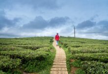 velocity horizon data points