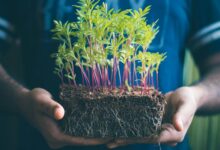 infinite arc inspiring growth