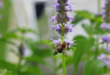 Patchouli Fragrance
