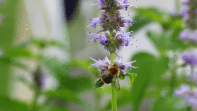 Patchouli Fragrance